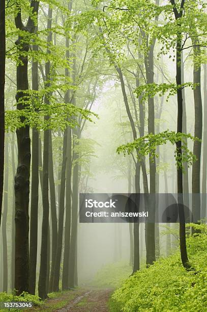 Weg Im Wald Frühling Beech Stockfoto und mehr Bilder von Abenteuer - Abenteuer, Ast - Pflanzenbestandteil, Baum
