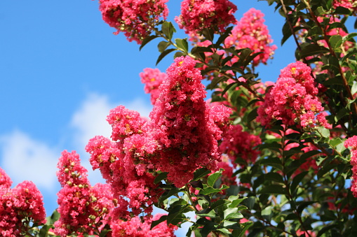 The top up, isolated view of deep pink flowers on a blooming crape myrtle bush.