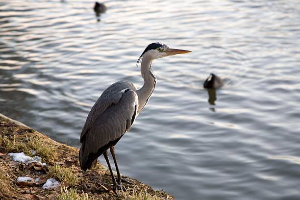 istock Heron at riverside in winter 153753170