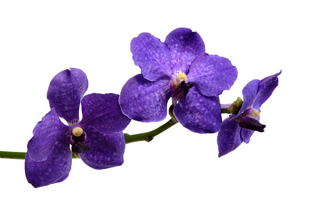 Three purple butterfly orchid on background