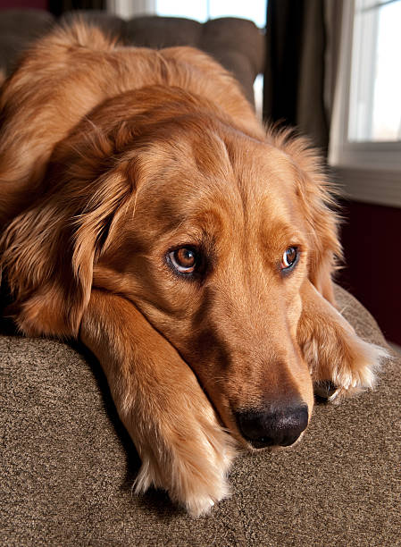 Golden Retriever Looking Out A Window stock photo
