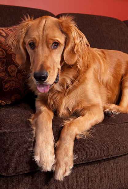 Golden Retriever Looking Down stock photo