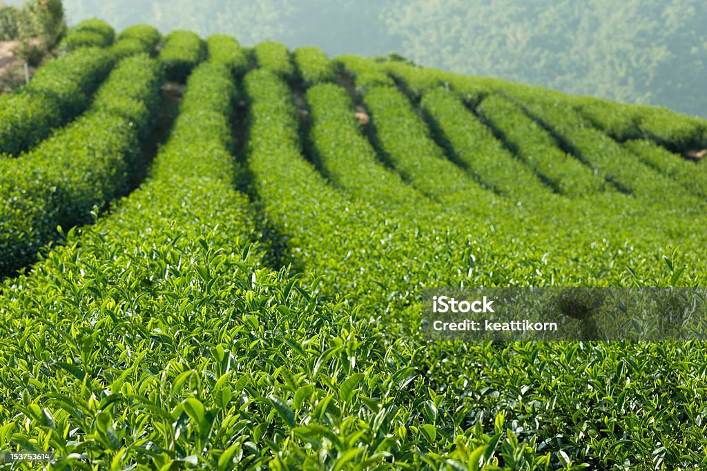 Green Tee-Farm - Lizenzfrei Agrarbetrieb Stock-Foto