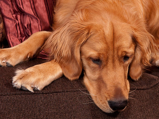 Golden Retriever on Edge of Sofa Looking Down stock photo