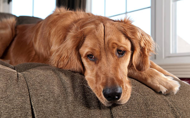 Golden Retriever Lying on a Chaise Lounge stock photo