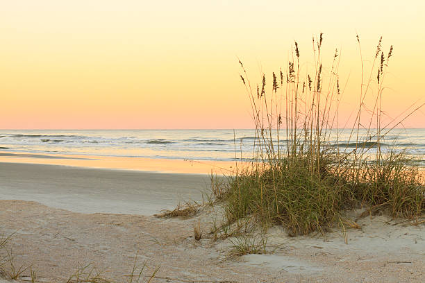 대서양 끝에 하루 - sand beach sand dune sea oat grass 뉴스 사진 이미지