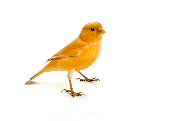 canary canary on white background canary photos stock pictures, royalty-free photos & images