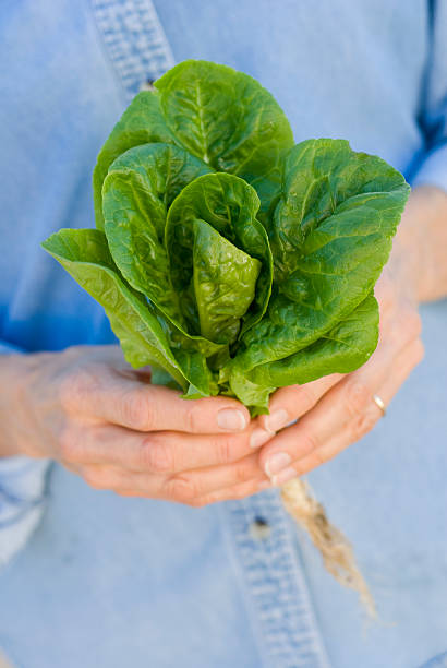 istock Hands, lettuce, and blue shirt 153754469