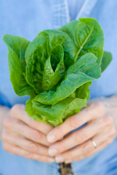 istock Romaine Lettuce bunch, hands, and blue shirt 153754478