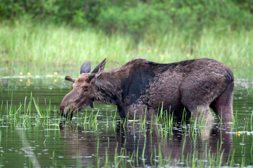 Wild moose in the beautiful dramatic alpine scenery of Denali National Park Alaska, USA
