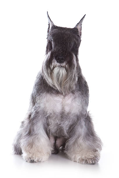 istock Spitz Zwerg puppy on white 153755118
