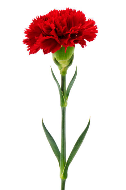 Red carnation - foto de acervo