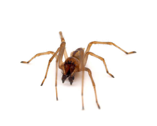 Yellow sac spider isolated on white background, Cheiracanthium punctorium