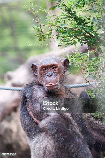 Photo libre de droit de Vieux Mâle Chimpanzé banque d'images et plus d'images libres de droit de Chimpanzé - Chimpanzé, Curiosité, Dents des animaux