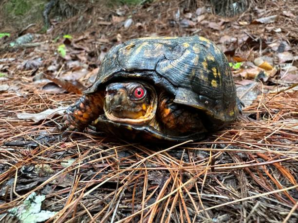 box turtle - ecosystem animals in the wild wood turtle imagens e fotografias de stock