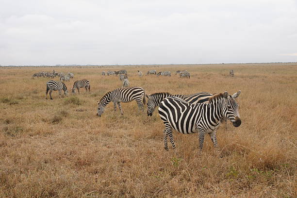 zebras stock photo