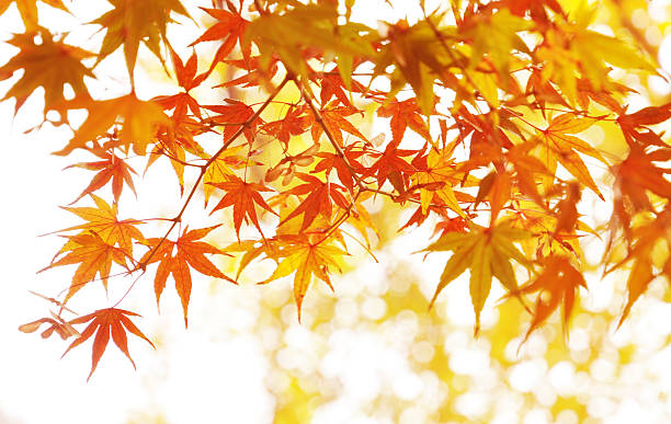 Autumn maple leaves stock photo