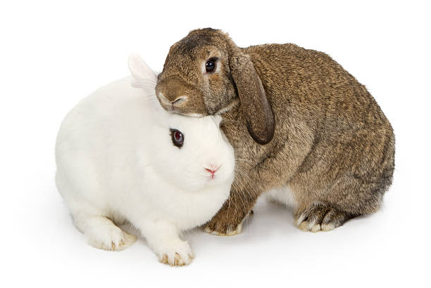 istock Brown and white rabbits snuggling 153755650