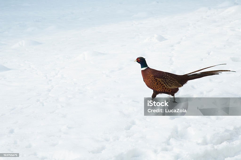 雄 cock フェザント毛皮で深い雪 - オスのひな鳥のロイヤリティフリーストックフォト