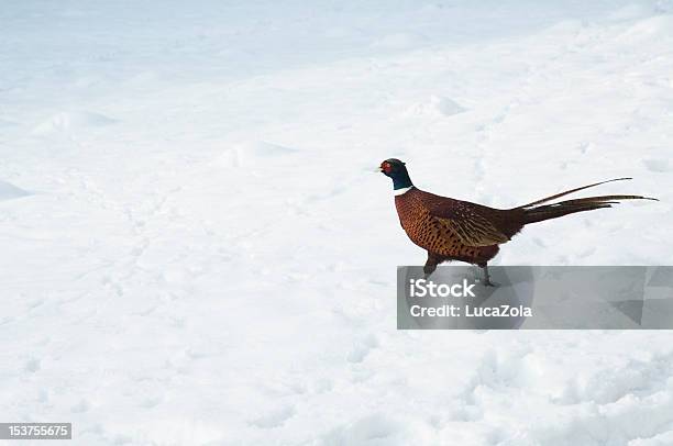 雄 Cock フェザント毛皮で深い雪 - オスのひな鳥のストックフォトや画像を多数ご用意 - オスのひな鳥, カラフル, キジ