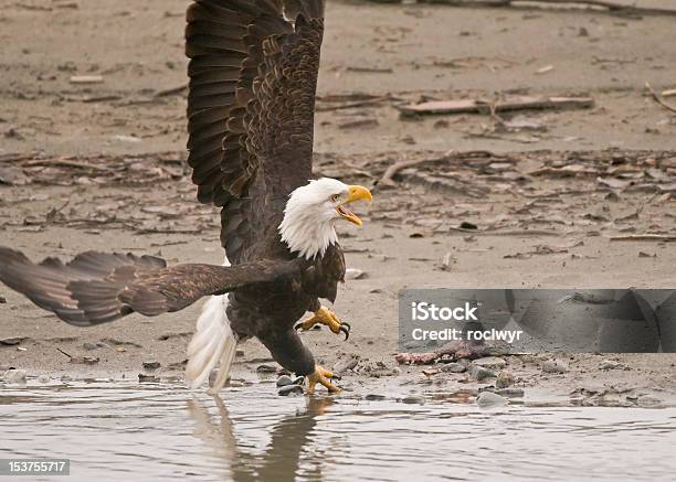 Foto de Águia Sob Ataque e mais fotos de stock de Fauna Silvestre - Fauna Silvestre, Haines, Alasca - Estado dos EUA