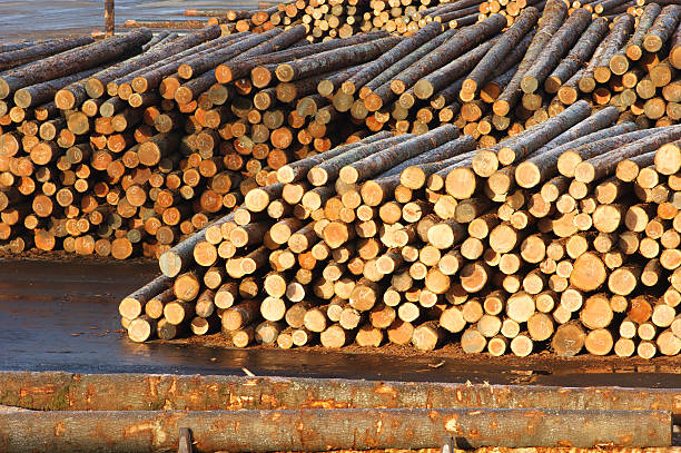 Logs sit in a Lumber Yard waiting for processing
