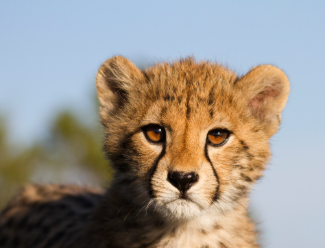 Close look at a cheetah cub.