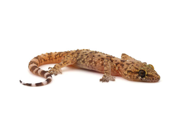 istock Mediterranean house gecko isolated on white background, Hemidactylus turcicus 1537559501