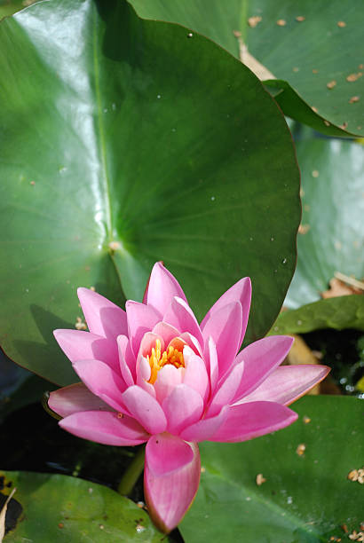 istock Waterlily flowers in a pond 153755978