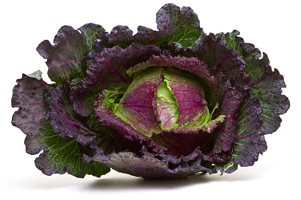 january king cabbage stock photo