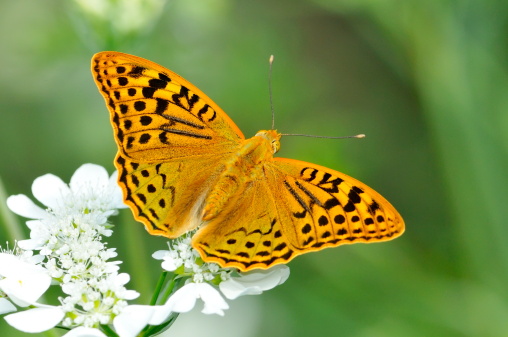butterfly sitting on white flower - argynnis paphia