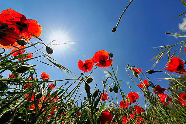 istock red poppies on field 153756250