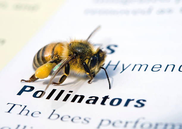 Honeybee on textbook stock photo