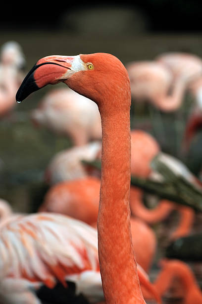 Pink Flamingo stock photo