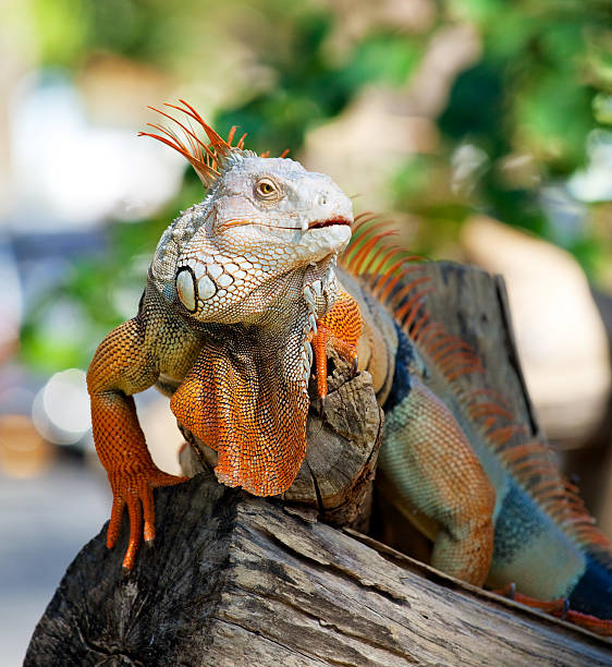 istock iguana reptile sitting 153756606