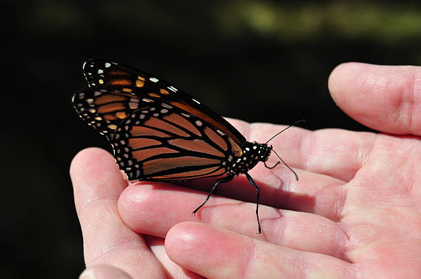 istock Man with rough hands gently holding Monarch butterfly 153756749