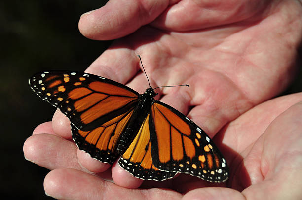 istock Man with rough hands holding delicate Monarch butterfly 153756755