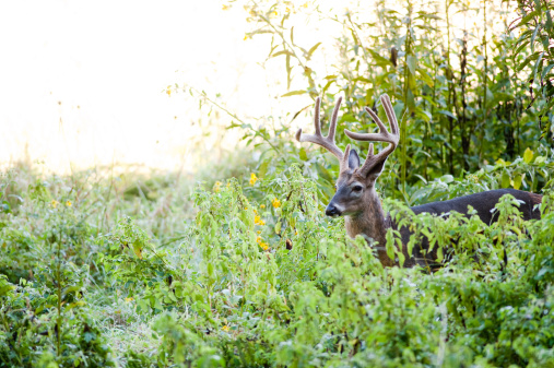 Large white-tailed deer buck with velvet antlers standing in the brush