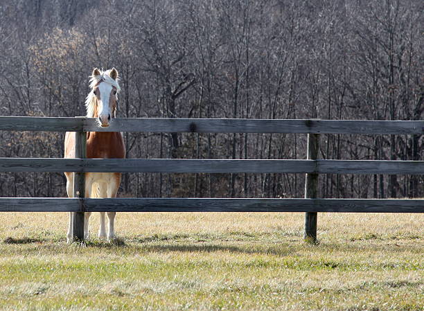 Horse in Field
