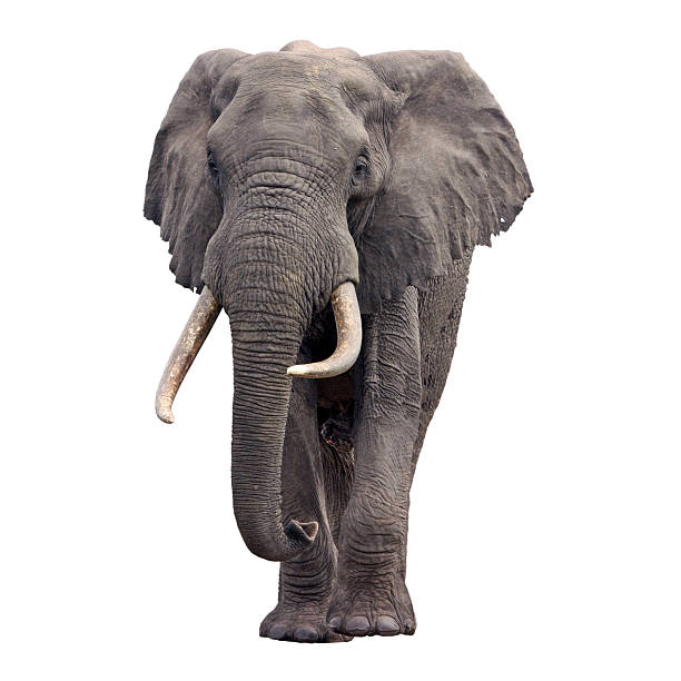 Front view of an African elephant African elephant walking towards us, isolated african elephant stock pictures, royalty-free photos & images