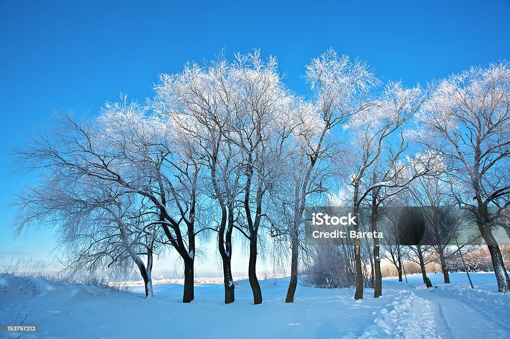 Морозный деревьев - Стоковые фото Без людей роялти-фри