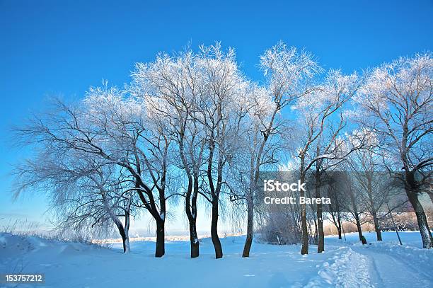 Морозный Деревьев — стоковые фотографии и другие картинки Без людей - Без людей, Белый, Время года