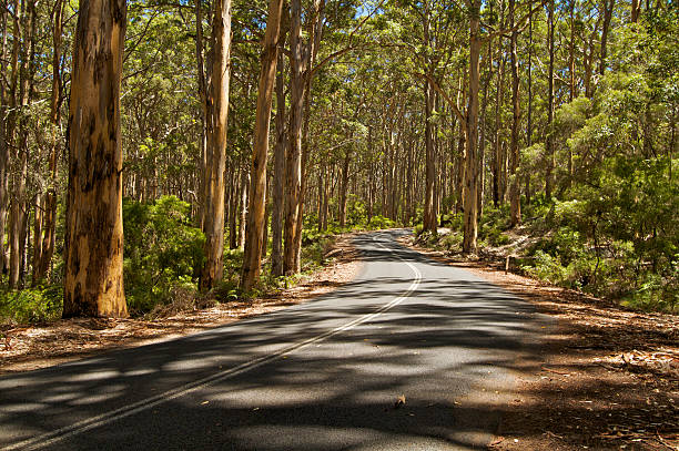 Scenic road in country side forest stock photo