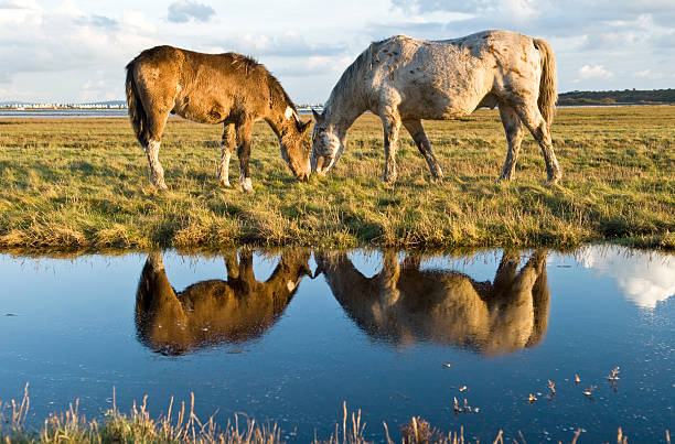istock Two horses grazing next to a stream 153757624