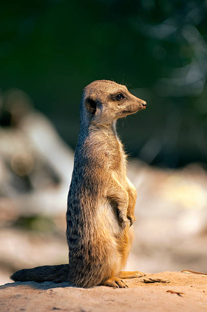 Meerkat, Suricate on the watch stock photo