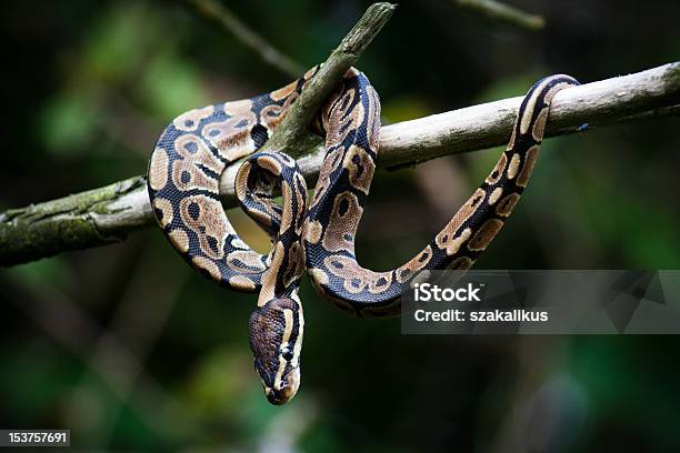Royal Python Snake Stock Photo - Download Image Now - Royal Python ...