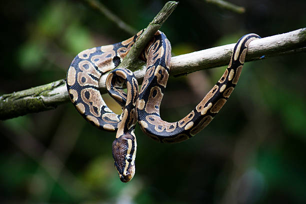 pyton królewski snake - royal python zdjęcia i obrazy z banku zdjęć