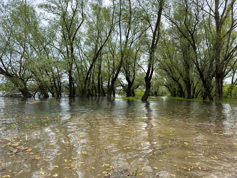 Spring flood, the river overflowed its banks