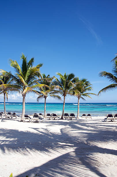 Beach chairs on the beach, in front of the Caribbean Sea, in the Mayan Riviera, Mexico. The ocean is clear blue and the are palm trees providing shade.