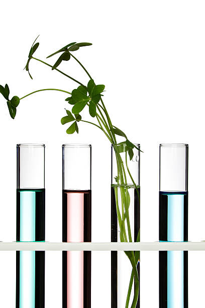 istock Plant in a test tube 153758445
